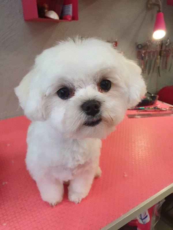 la tête  en coupe bébé du bichon maltais