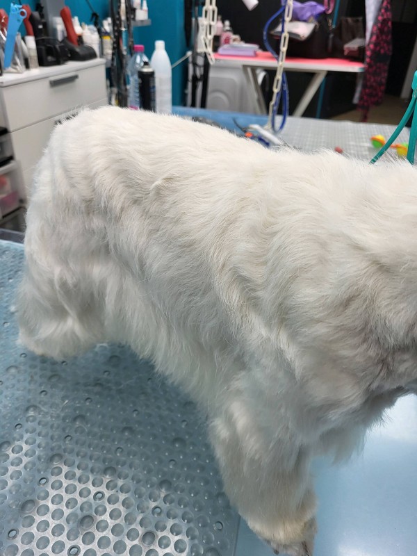Le toilettage du westy chez une spécialiste reconnue  de l épilation  des terriers à Marseille  chez Véronique Hachin