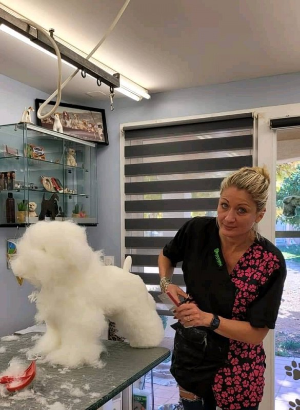 Nouvelle méthode de perfectionnement pour la coupe et la mise en forme des bichons
