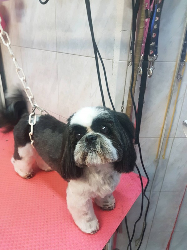 Le shitzu en coupe ciseaux   chez veronique  Hachin à  Marseille  13009