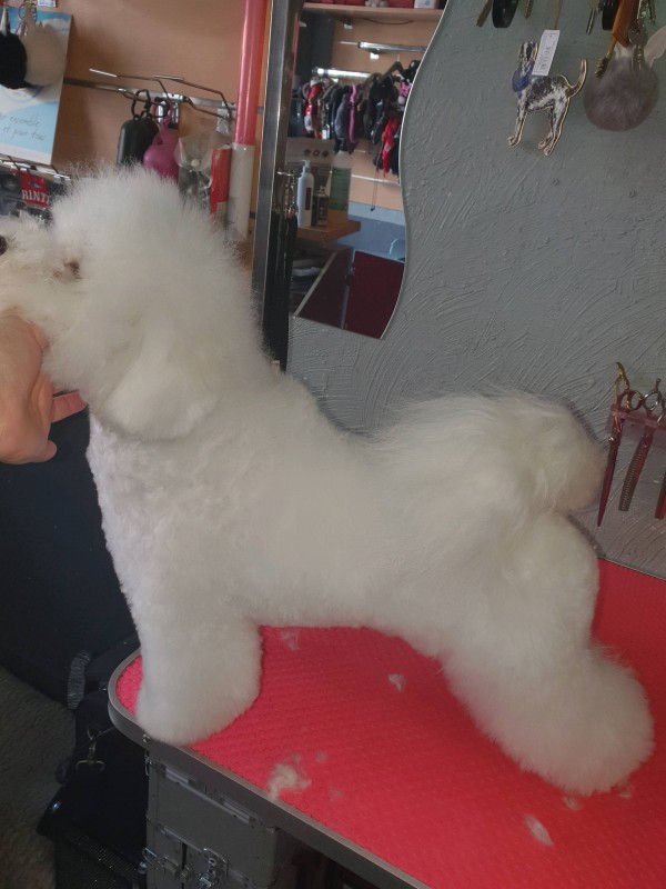 Le toilettage du BICHON FRISE by Sea sun and dogs votre salon de toilettage pour chien à Marseille 13009