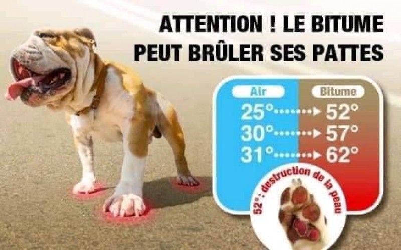 Coup de chaleur chez le chien