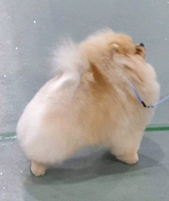 SPITZ POMERANIAN PRET POUR EXPO