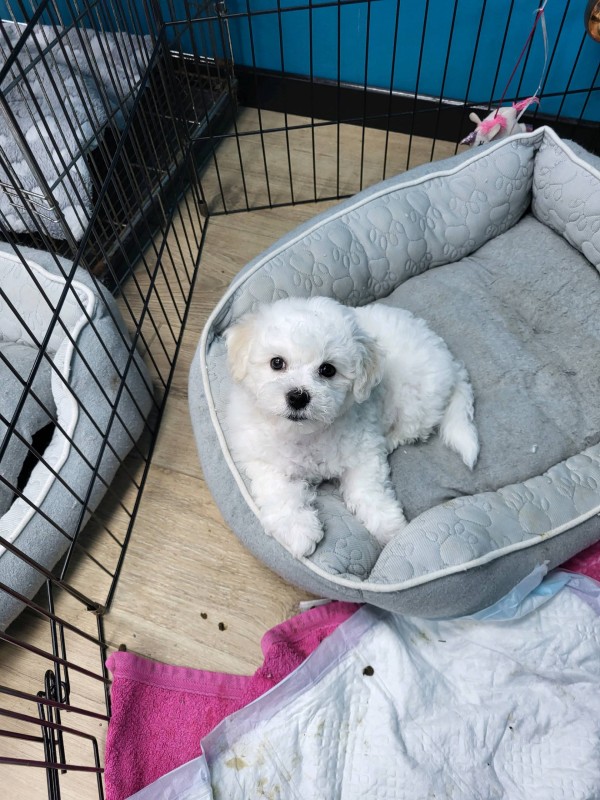 Chiot à vendre  à Marseille