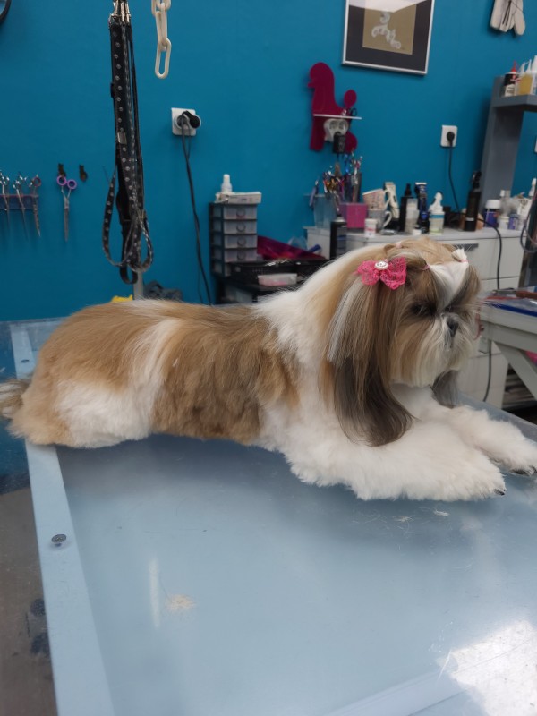 Le shitzu en coupe ciseaux   chez veronique  Hachin à  Marseille  13009