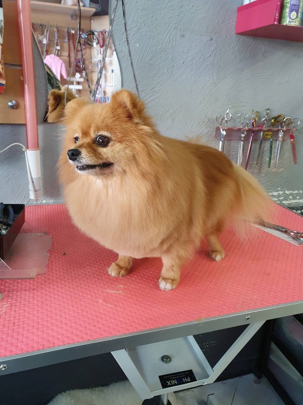 Les chiens primitifs et leur fourrure: Conseils pour le toilettage avec Dogs Academy Marseille