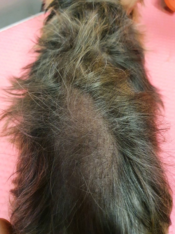 YORKSHIRE AYANT ALOPECIE