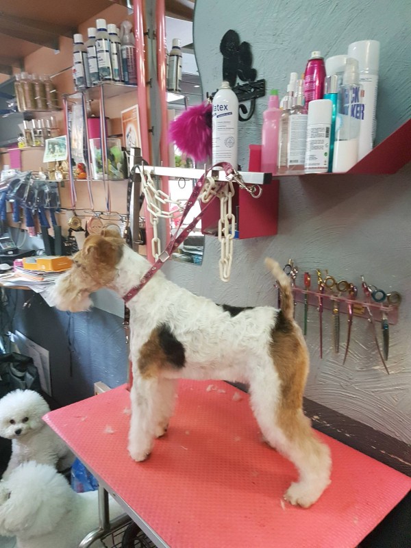 fox terrier épilation standard