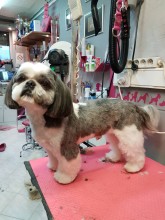 Notre zone d'activité pour ce service Combien de temps dure un toilettage pour chien à poils longs avec bain, séchage et coupe stylisée en salon spécialisé