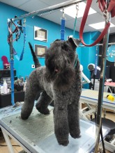 Notre zone d'activité pour ce service Toiletteur qui pratique la coupe Boo sur Spitz nain à