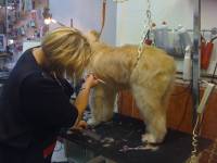 Notre zone d'activité pour ce service Meilleur toiletteur pour chien avec services de coupe, bain et soin des griffes pour toutes races