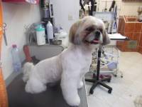 Notre zone d'activité pour ce service Quel est le prix moyen d’un toilettage complet pour husky ou berger australien avec soin du pelage et coupe adaptée à