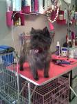 Notre zone d'activité pour ce service Avis salon de toilettage pour chien Sea Sun and Dog's à