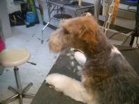 Notre zone d'activité pour ce service Quel est le prix d'un toilettage pour chien yorkshire, shih tzu et Berger Australien