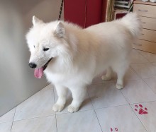 Notre zone d'activité pour ce service Quel est le prix moyen d’un toilettage complet pour husky ou berger australien avec soin du pelage et coupe adaptée à