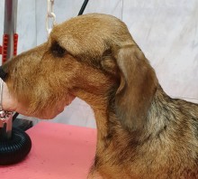 Notre zone d'activité pour ce service Meilleur toiletteur pour chien avec services de coupe, bain et soin des griffes pour toutes races