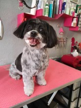 Notre zone d'activité pour ce service Prix pour faire couper les griffes d'un chien à