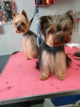 Notre zone d'activité pour ce service Toiletteur qui pratique la coupe Boo sur Spitz nain à